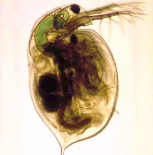 Daphnia magna is one of the four species for which nickel BLMs were developed.*