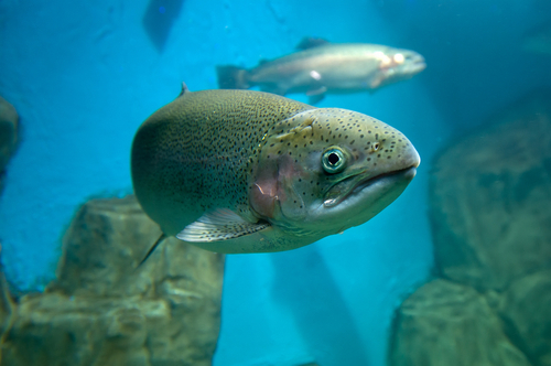 Fish are one of the ten taxonomic groups represented in the nickel freshwater database.