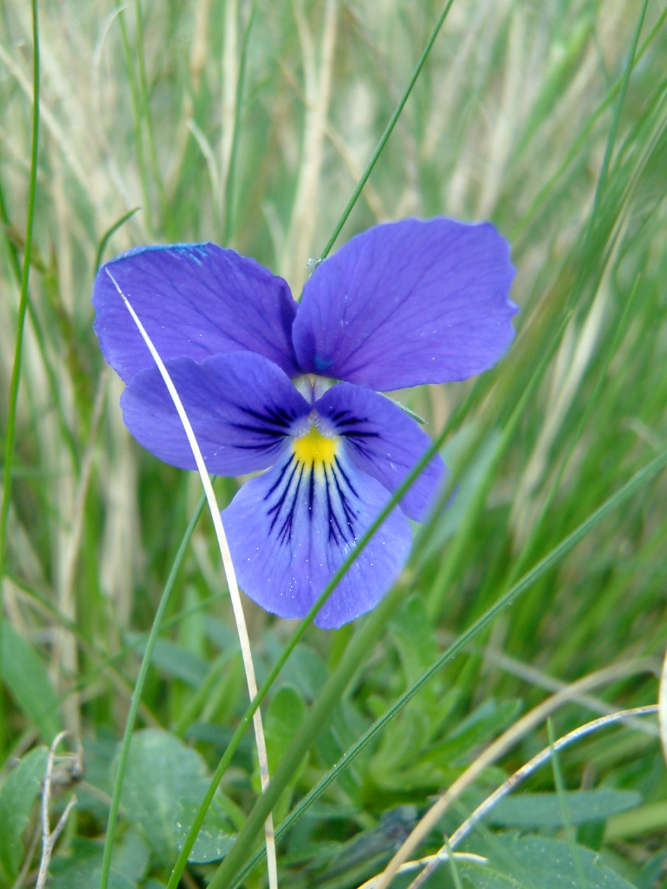 The zinc violet grows in the Alps because zinc is naturally present in the soil in high quantities and the zinc violet knows this and likes it. It’s right in its element, zinc in this case! 