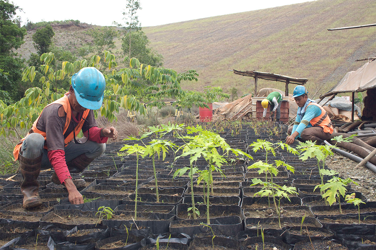 Raising saplings, by the local community